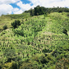 Green hillside with rows of coffee plants and trees