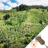 Colombia Amigos Natural - Green