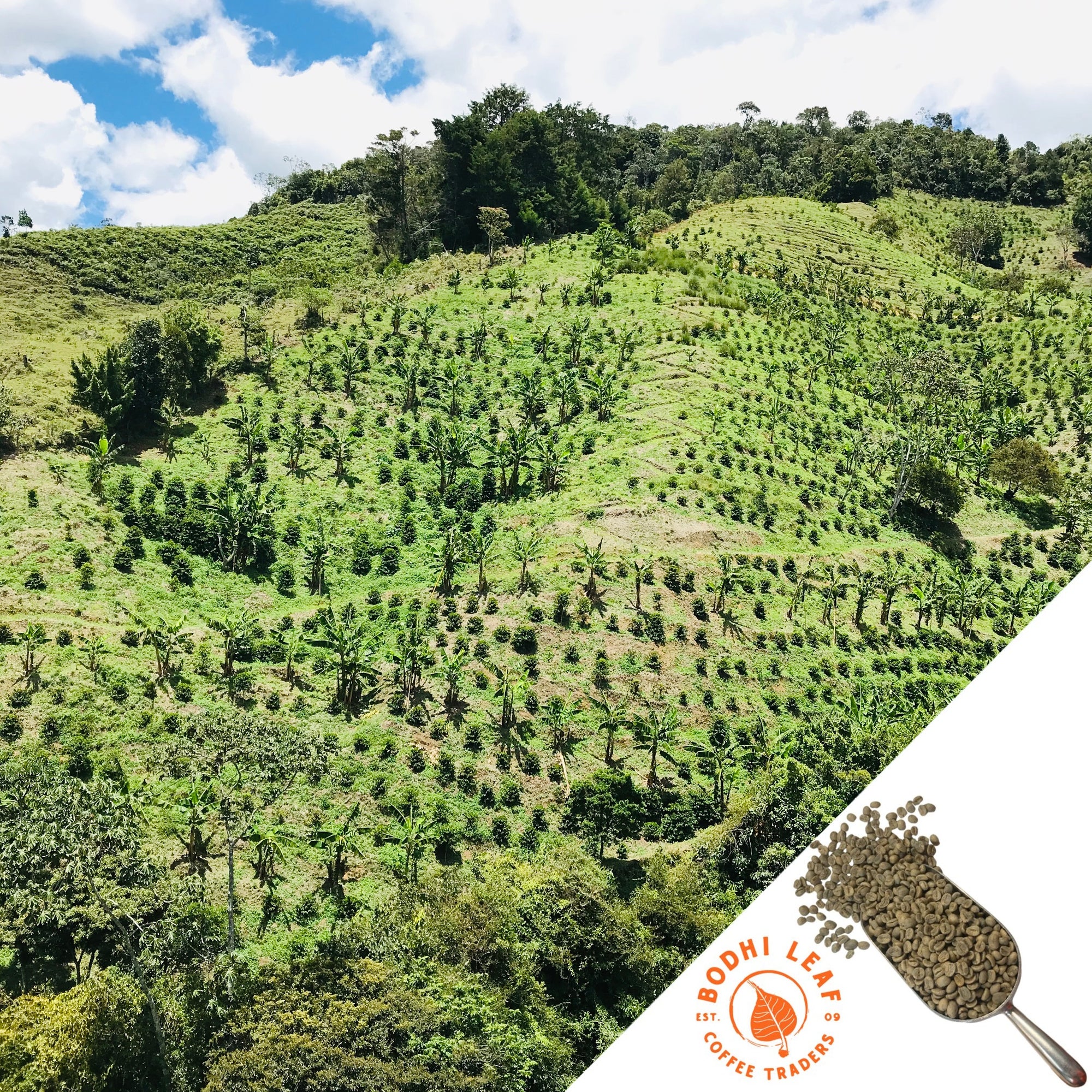 Colombia Amigos Natural - Green