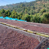 rows of unroasted coffee beans drying on raised coffee beds