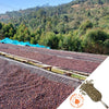 Rows of red ripe coffee cherries drying on raised drying beds.