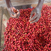 Hand picking red ripe coffee cherries