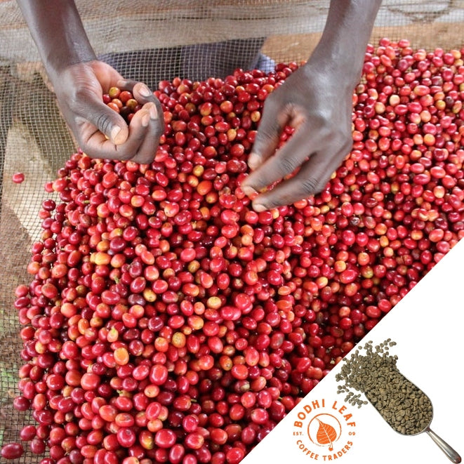hands picking bright red coffee cherries