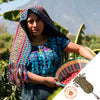 Guatemala Finca San Jose Del Lago - Green