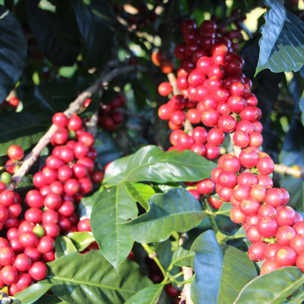 Red coffee berries on a tree with green leaves