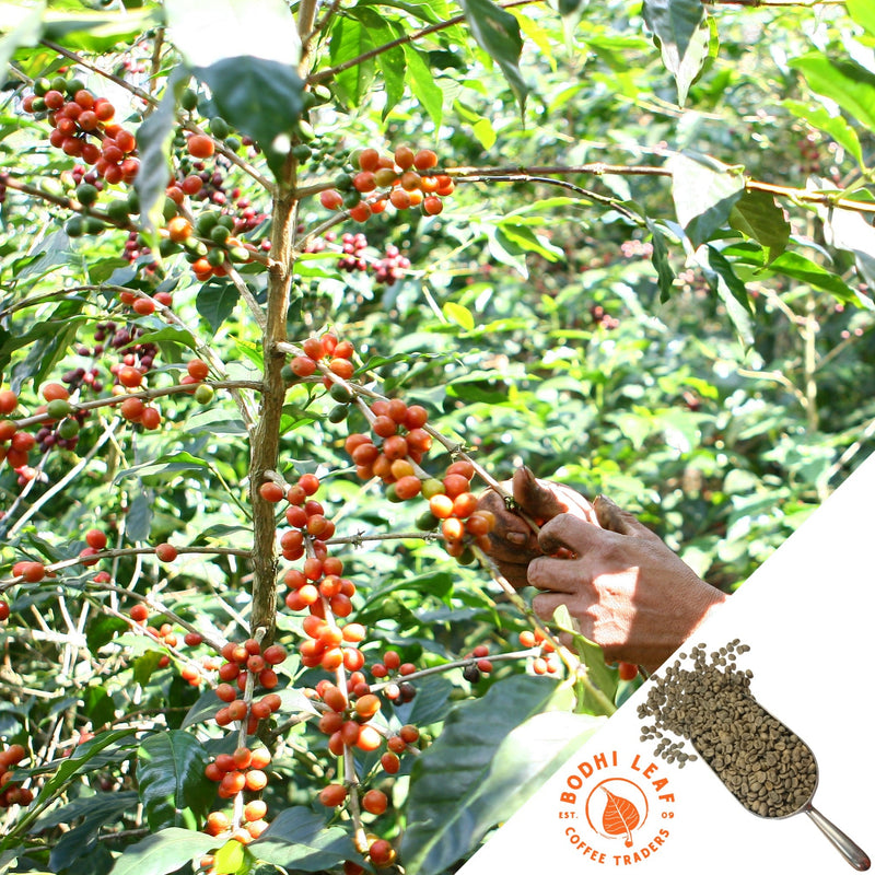 Shows two hands picking ripe red coffee cherries.