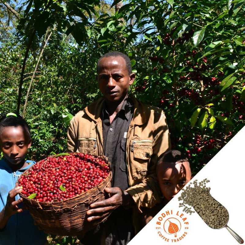 Coffee farmer holding a basket full of red ripe cherries standing next to two children