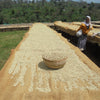Woman standing next to beds of drying beans. Basket in the front filled with beans