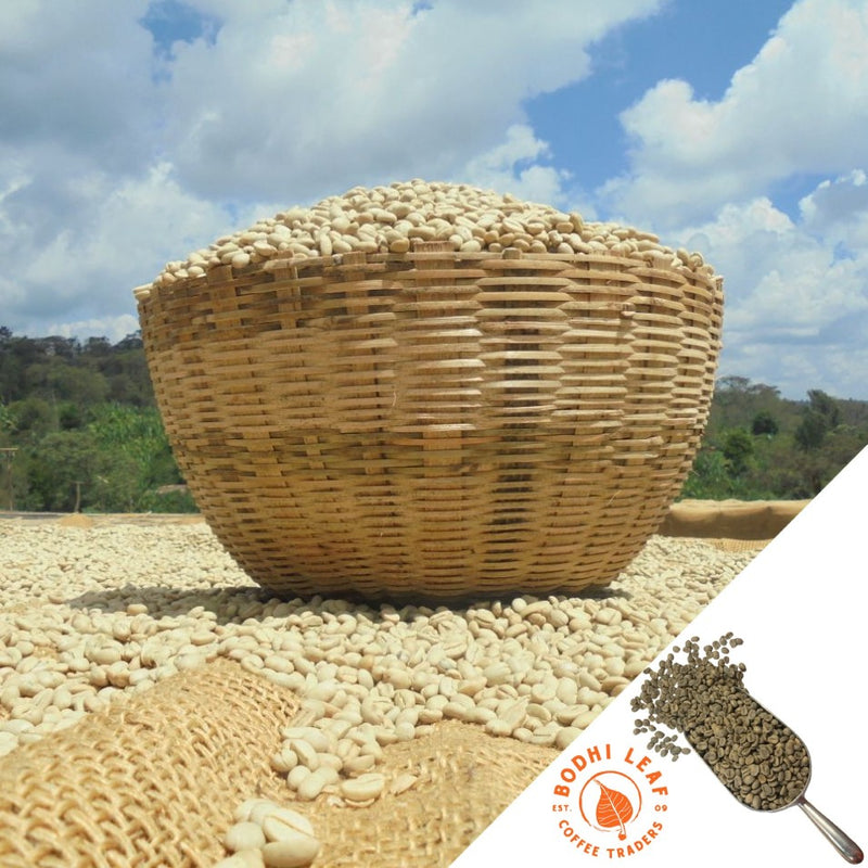 Woven basket full of unroasted coffee beans sitting on a raised coffee bed