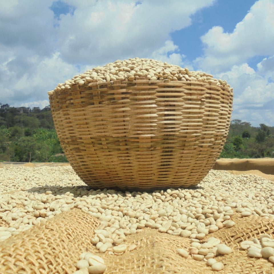 A large woven straw basket filled with pale beige coffee beans sits outdoors on a burlap-covered surface, with more beans scattered around and a rural landscape under a blue sky with clouds in the background.