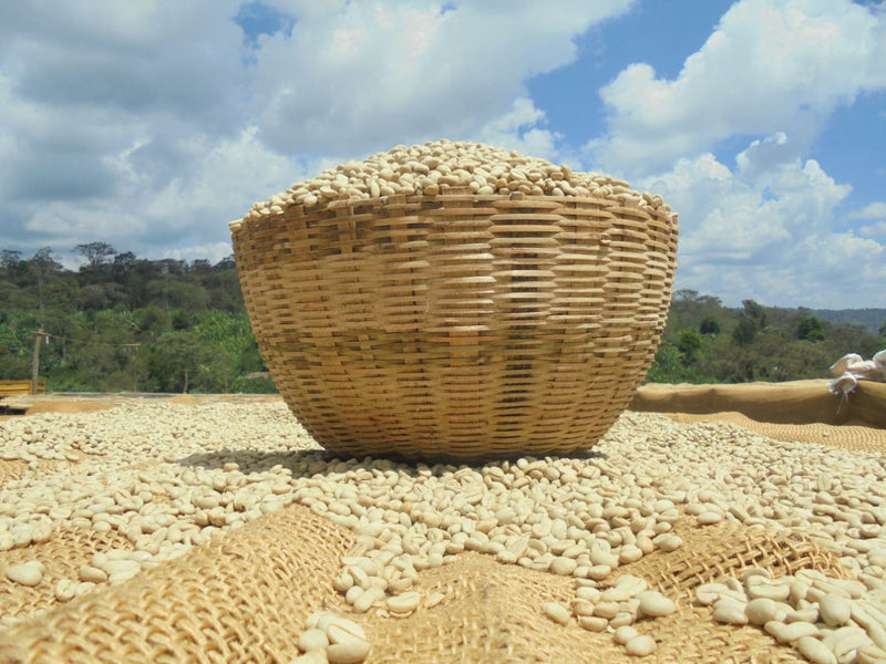 A large woven straw basket filled with pale beige coffee beans sits outdoors on a burlap-covered surface, with more beans scattered around and a rural landscape under a blue sky with clouds in the background.