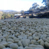 fresh unroasted coffee beans drying in the sun on a raised coffee bed