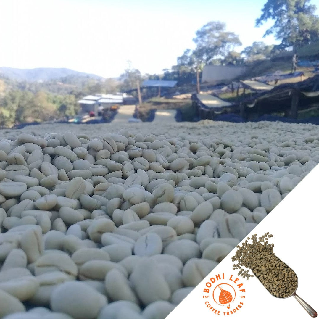 fresh green unroasted coffee beans drying in the sun