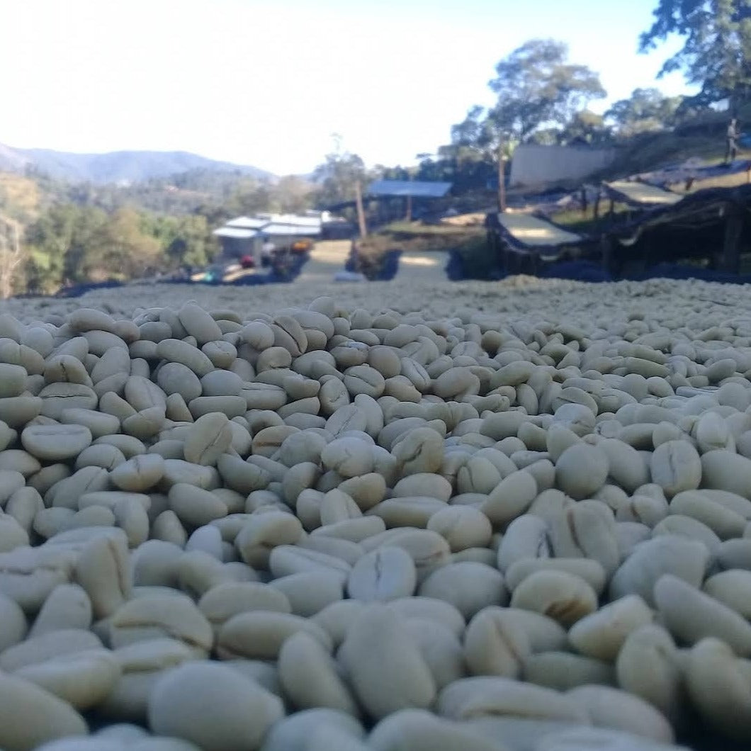 fresh unroasted coffee beans drying in the sun on a raised coffee bed