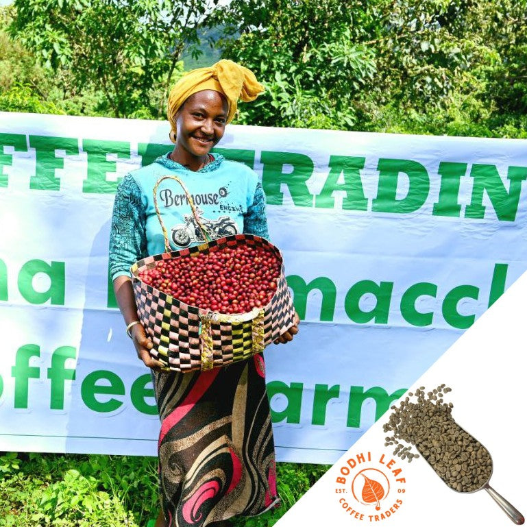 Woman coffee farmer holding a full basket of red ripe coffee cherries.