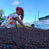 Coffee farmer spreading unroasted coffee beans on a raised drying bed