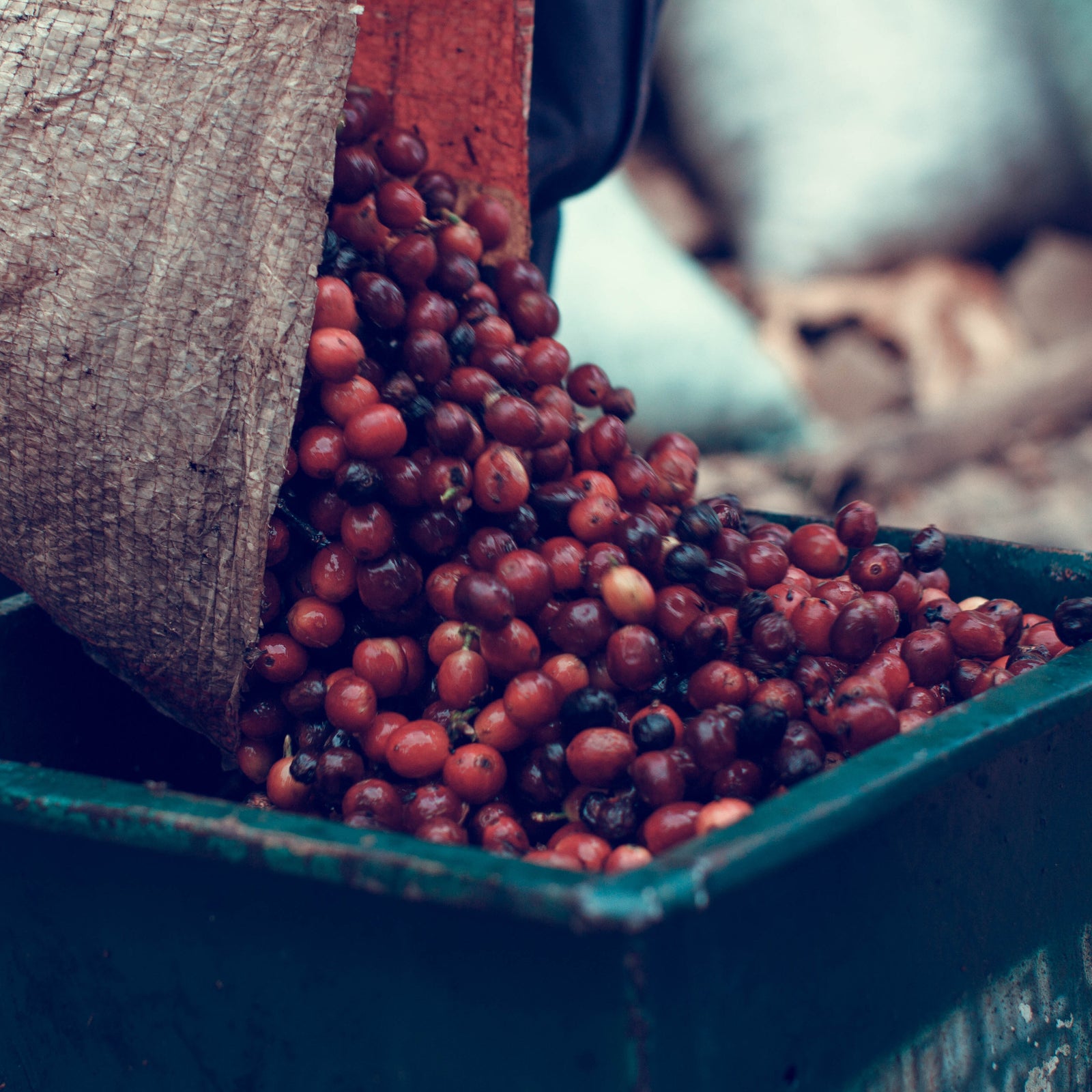 Fresh red coffee cherries pouring from a woven sack into a green container, with a blurred outdoor background.