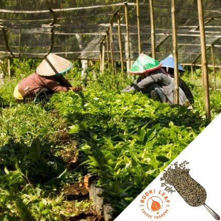 Farmers working in a coffee plantation in Sumatra, Indonesia, with a inset of green coffee beans.
