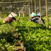 Indonesia Sumatra Mutu Batak