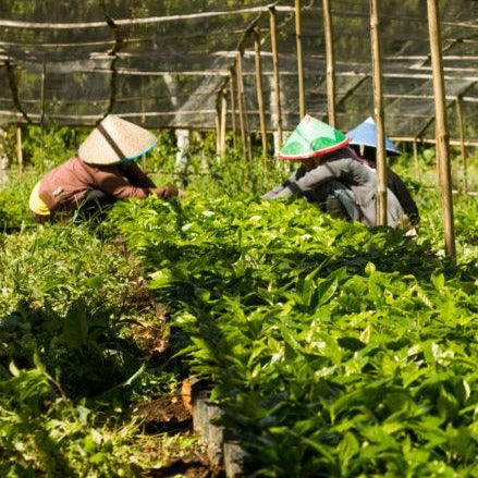 Three people working in a green field with many plants, under a net structure for shade.