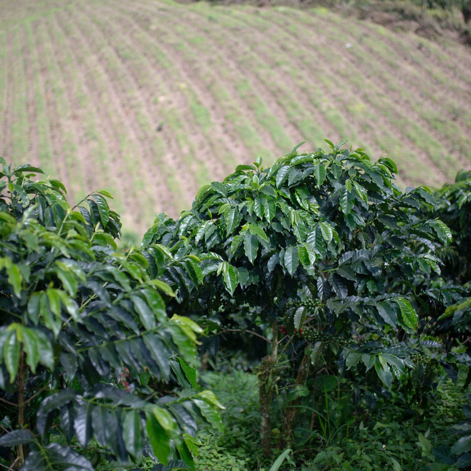 Bright green coffee shrubs with farm land in the distance with rows of crops
