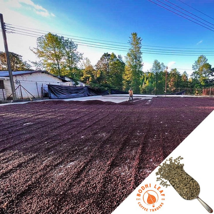 Coffee farmer raking beans as they dry on a large patio