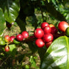 A close of up a few bright red coffee cherries surrounded by lush green leaves.