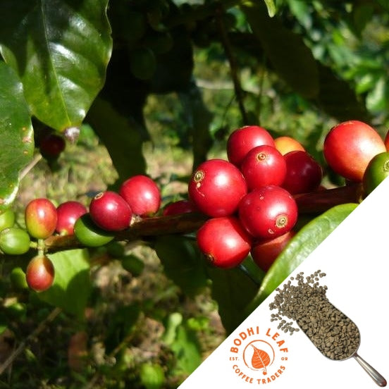 A few bright red coffee cherries surrounded by lush green leaves.