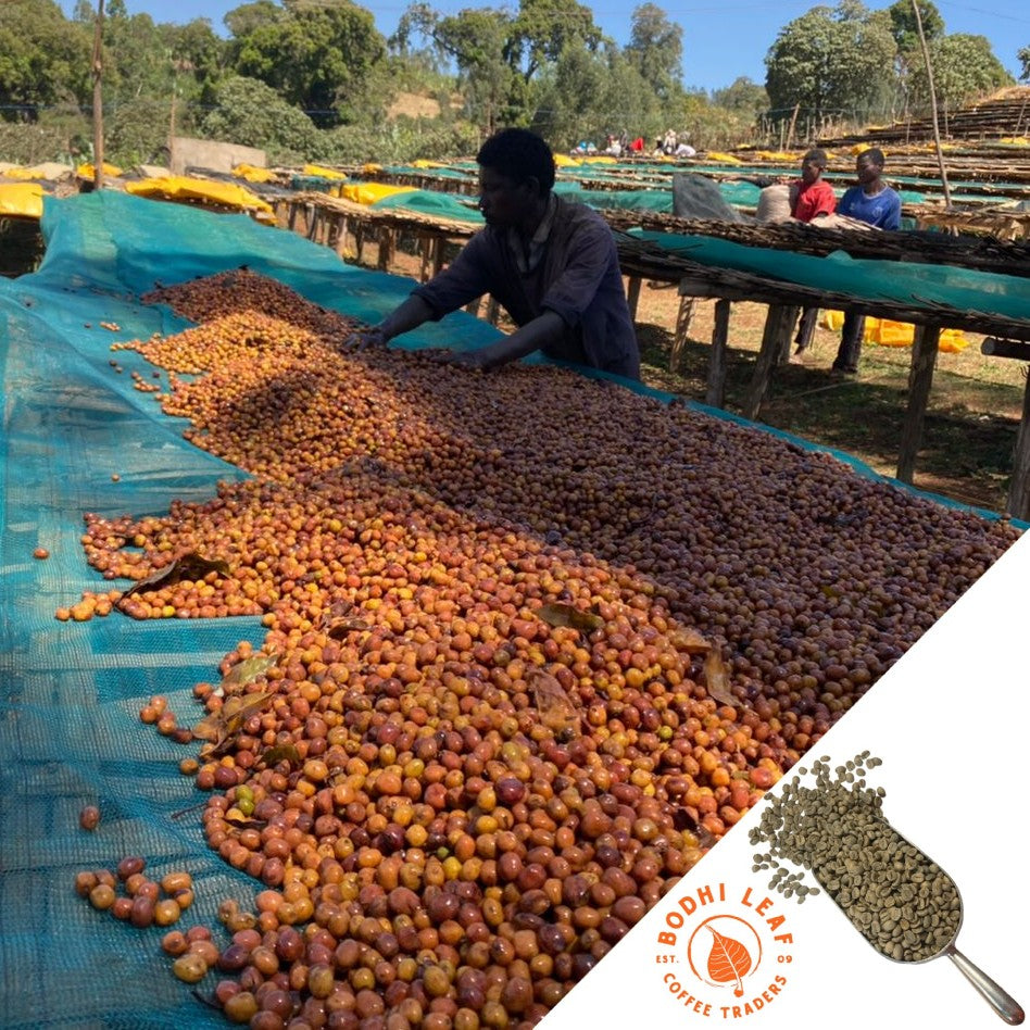 Ethiopia Guji Uraga Awol Endris Anaerobic Gr1 - Green