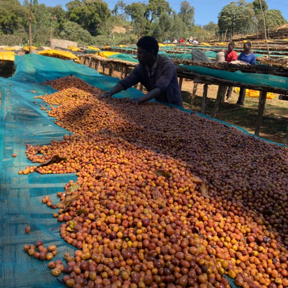 Coffee farmer spreading ripe coffee cherries on a raised drying bed to dry in the sun
