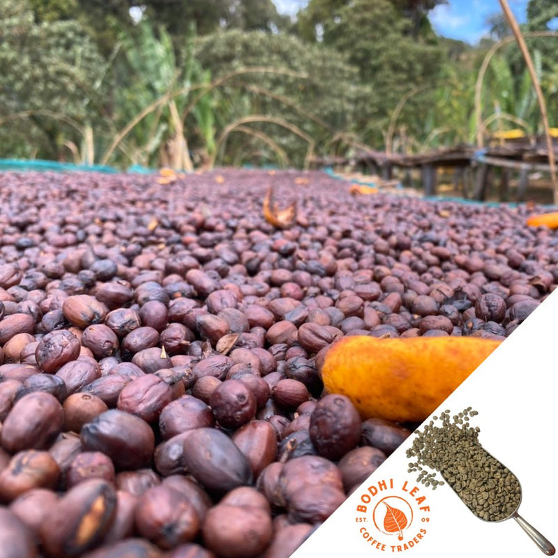 Freshly picked dark red coffee cherries drying on a raised coffee bed