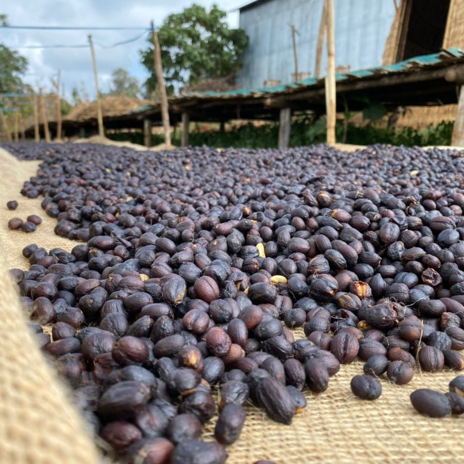 Ethiopia Shakiso Washed Gr2