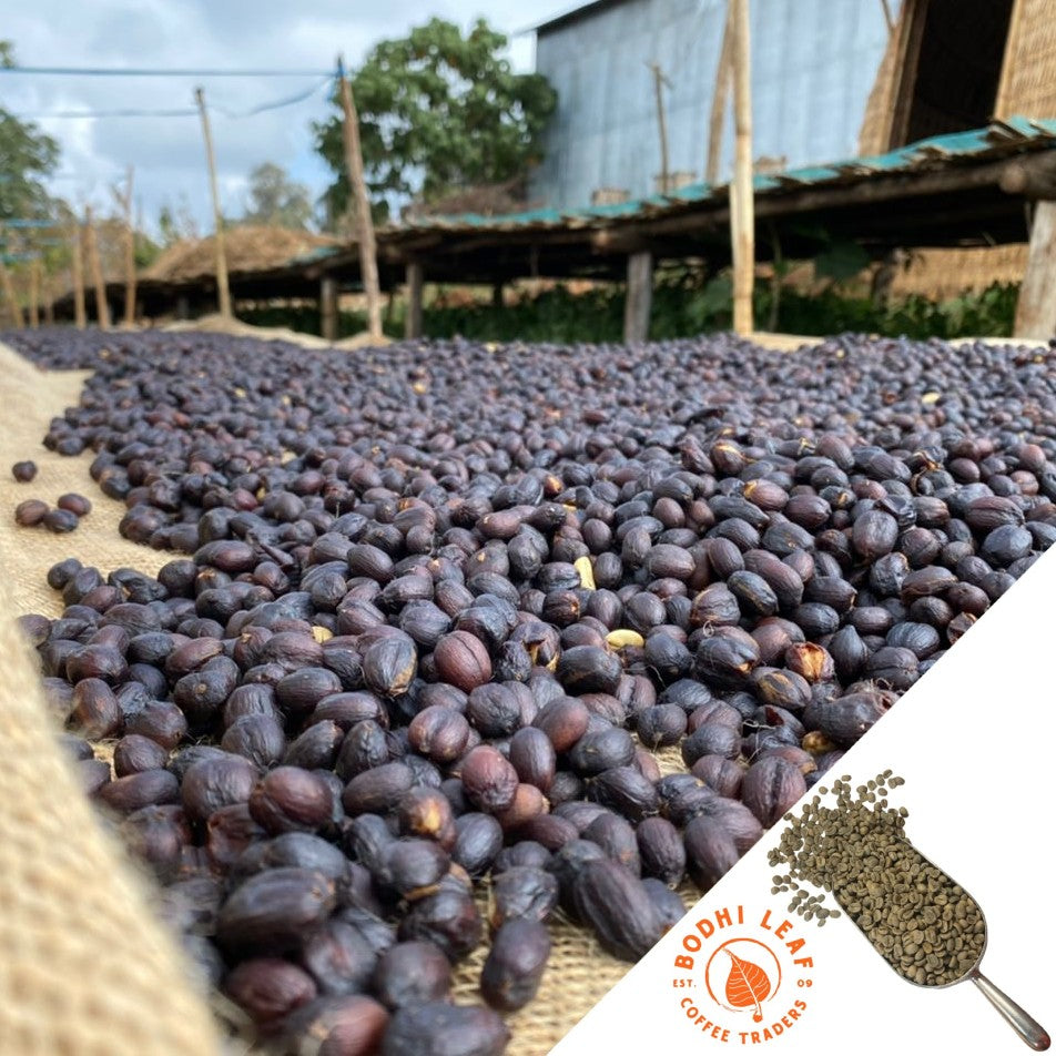 dark red coffee cherries drying on burlap raised coffee bed