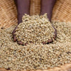 Coffee farmer gathering two handfulls of fresh unroasted coffee beans in a basket full of unroasted coffee beans