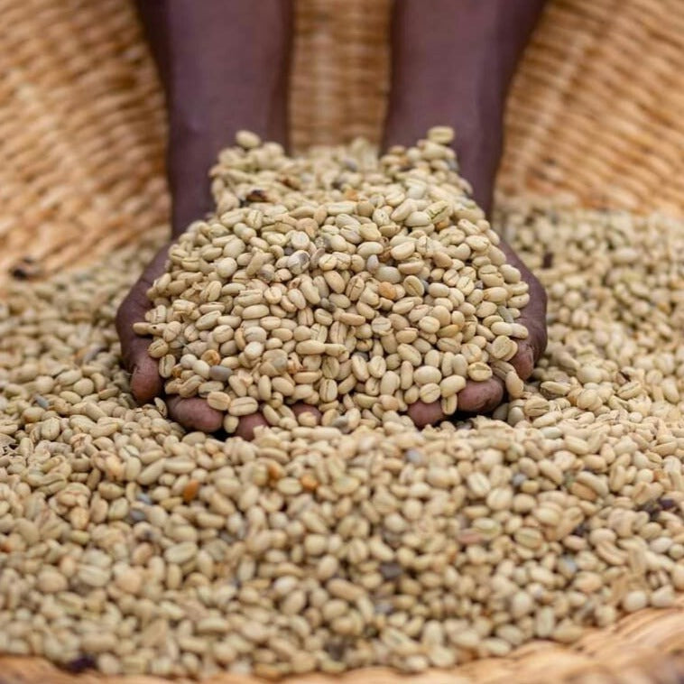 Coffee farmer gathering two handfulls of fresh unroasted coffee beans in a basket full of unroasted coffee beans