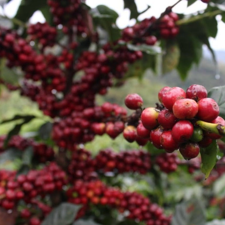 Bunches of bright red coffee cherries
