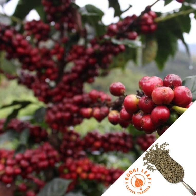 Colombia Nariño Excelso EP - Green