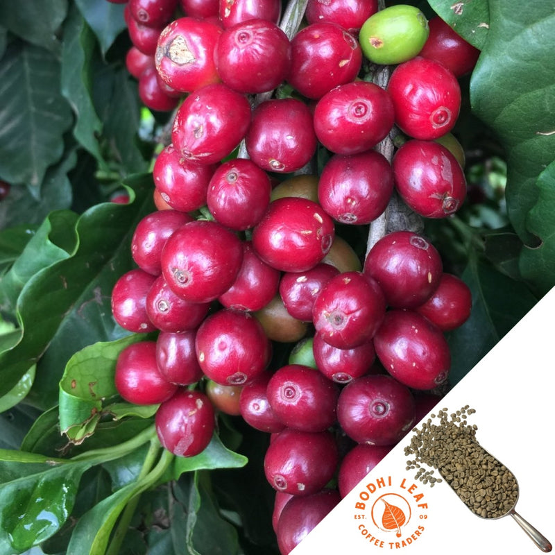 full bunch of red ripe coffee trees hanging from a branch with bright green leaves
