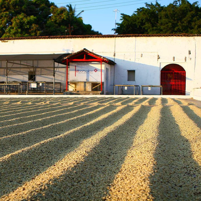 A large outdoor drying yard with rows of light tan beans spread on the ground in front of a white building with red doors and a red roof trim. Trees and blue sky are visible in the background.