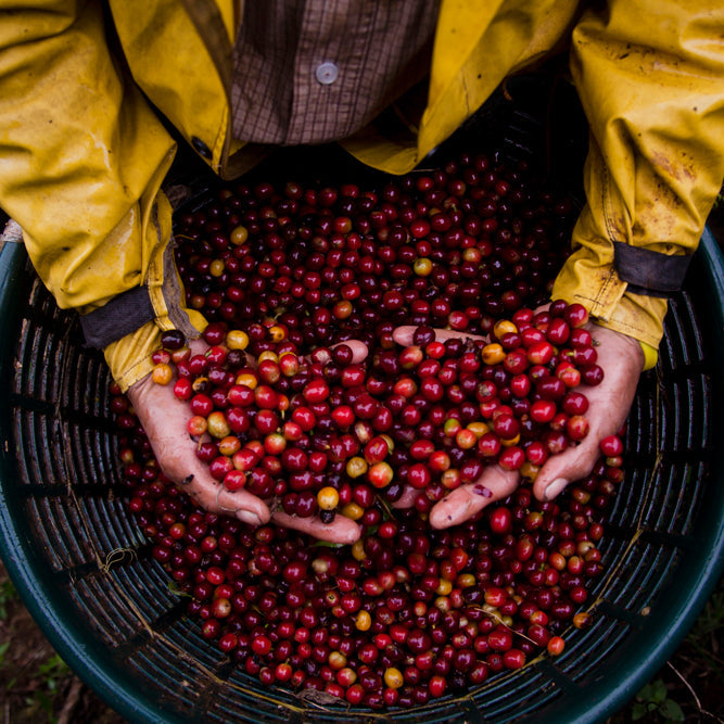 Person holding a basket of red coffee beans