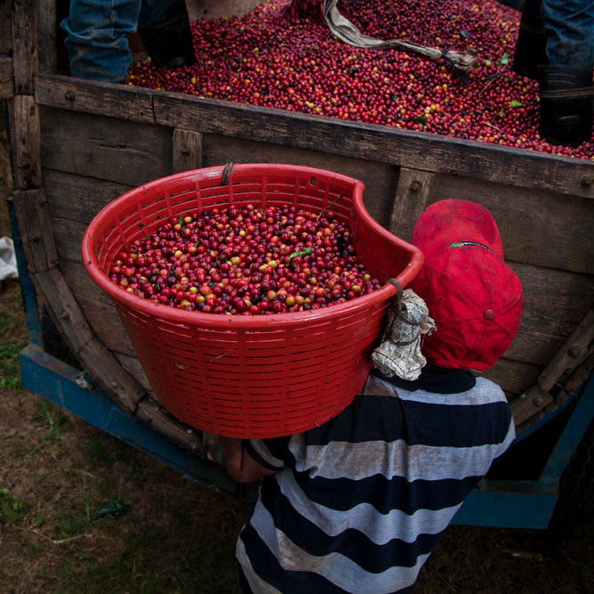 A person in a striped shirt and red cap carries a large red basket filled with red coffee cherries beside a wooden truck bed containing more coffee cherries.