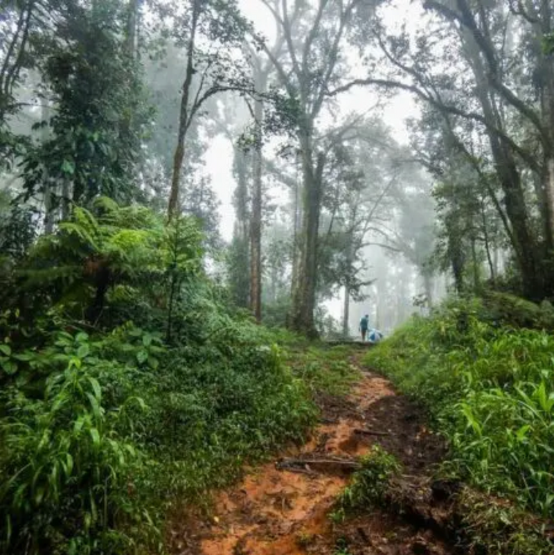 Coffee famer in Papua New Guinea walking amongst lush green coffee trees 