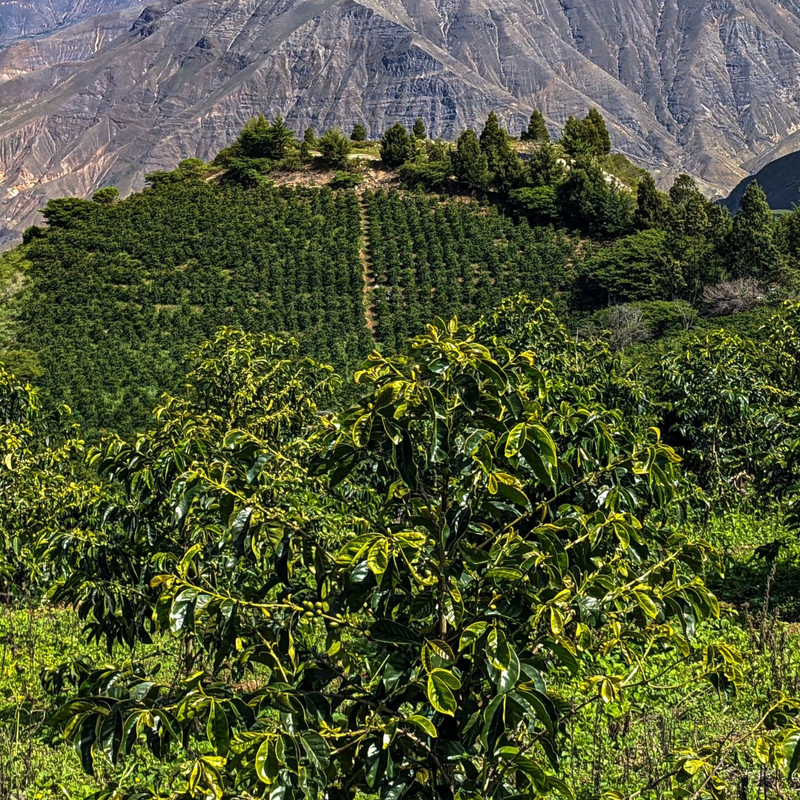 ROASTED NANO LOT - Ecuador Hacienda La Papaya 120HR Anaerobic