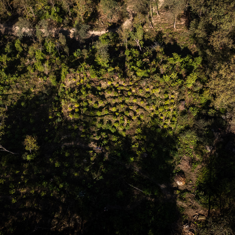 ROASTED NANO LOT - Nepal Tapeljung Natural