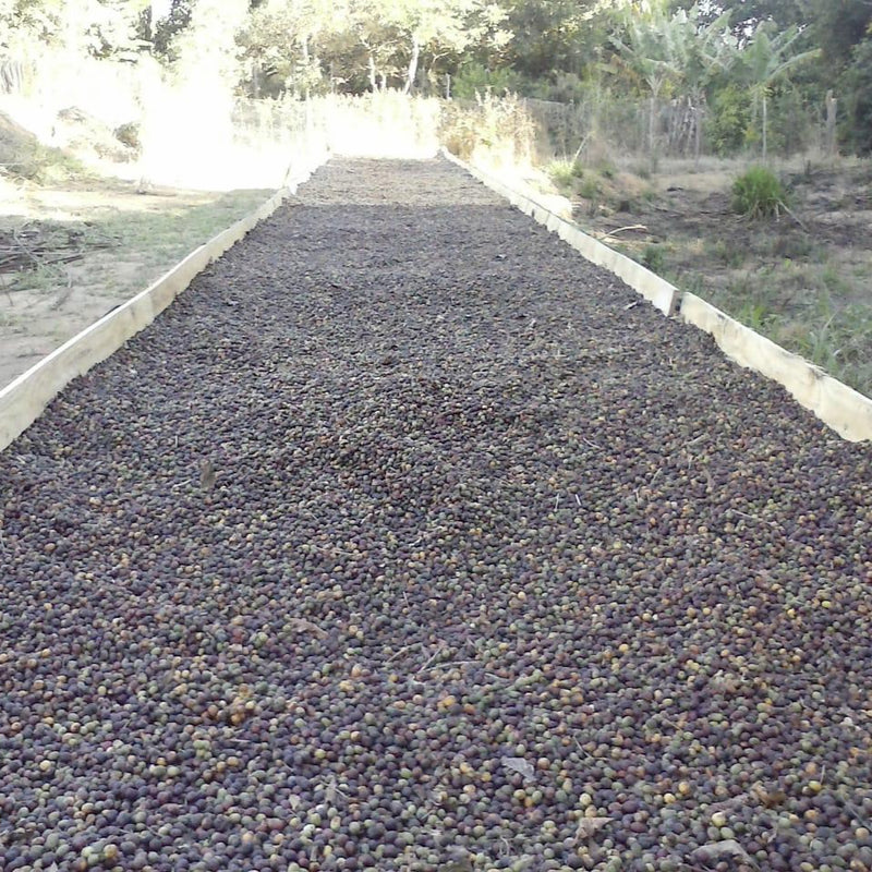Row of coffee beans drying in the sun leading into a forested area