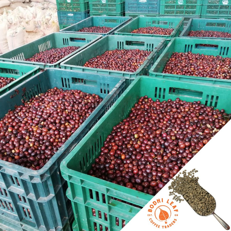 green bins full of red ripe coffee cherries