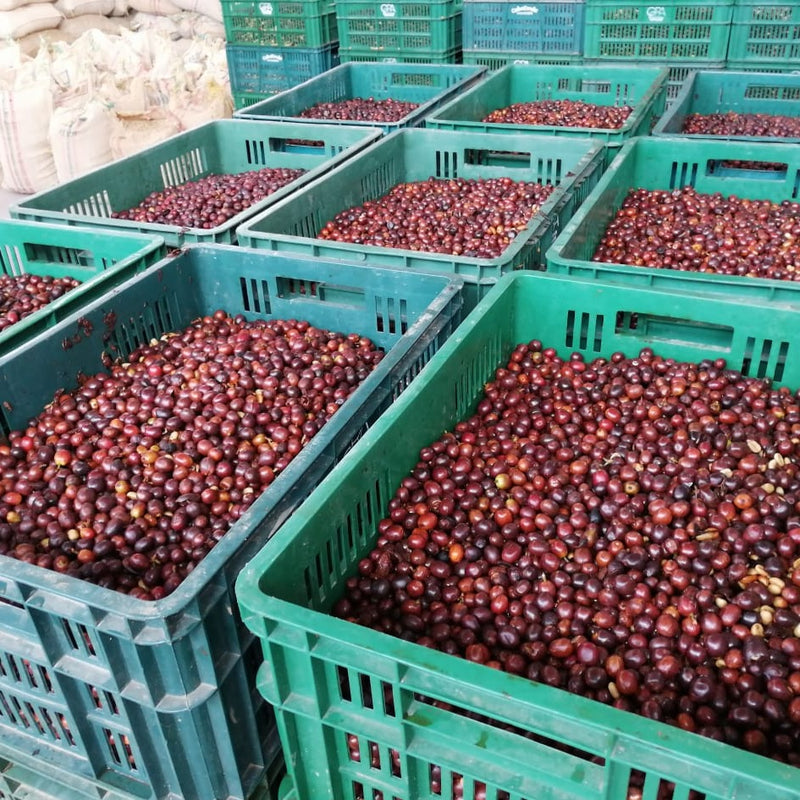 green bins full of freshly picked coffee cherries