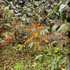 yellow coffee bean shrub with green leaves