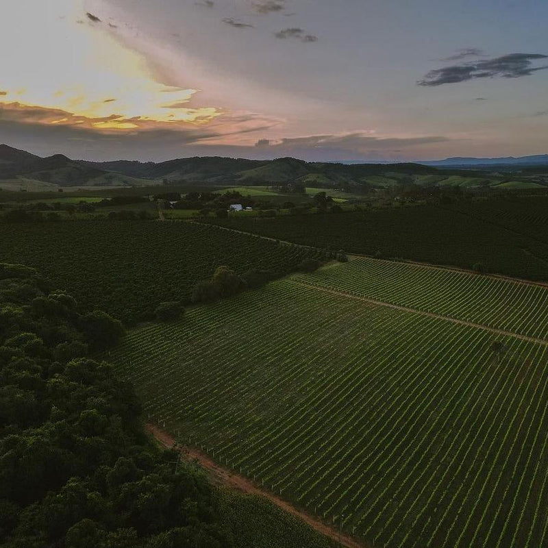Aerial view of a coffee farm with a sunset over rolling hills
