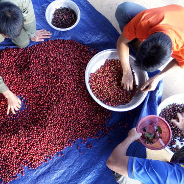 Several people handling red berries or coffee cherries spread across a large blue tarp on a concrete floor, with white bowls containing more of the produce.